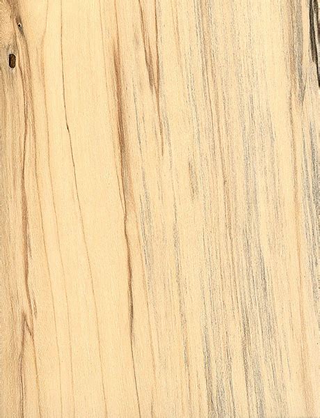 Gray Birch | The Wood Database (Hardwood)