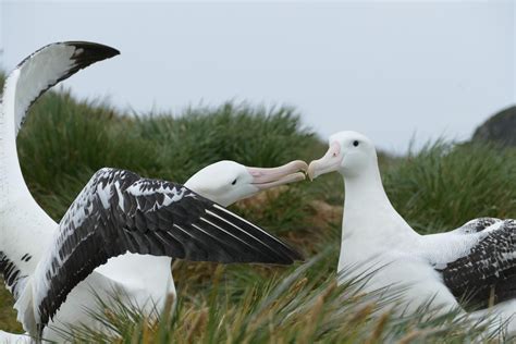 Remember The Razorbill: Wandering Albatross Breeding Season