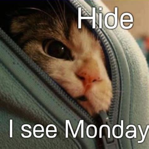 Funny Monday Cat Meme