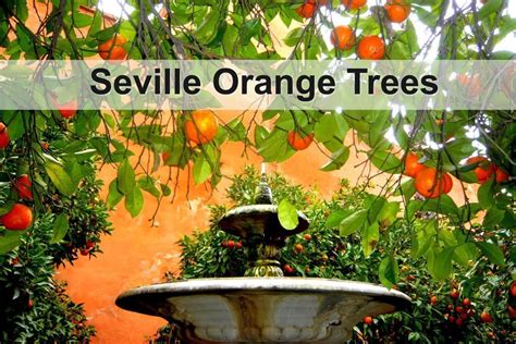 The history of Seville oranges (bitter oranges) | Costa Excursions