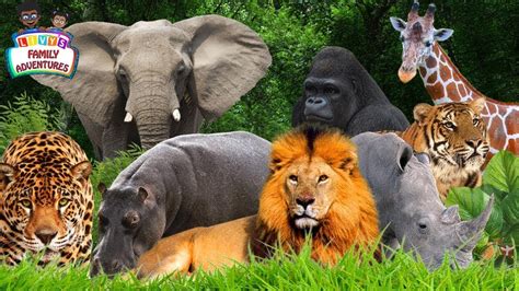 Learning Jungle Animals - Jungle Animals Names and Sounds - YouTube