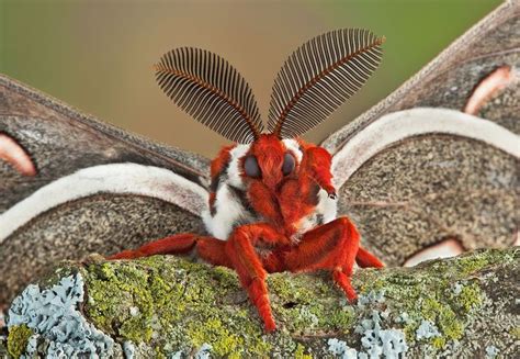 Cecropia Moth | Large moth, Cecropia moth, Moth species