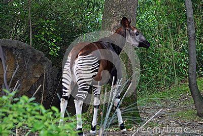 Okapi & x28;Okapia johnstoni& x29; photographed in the Bronx Zoo, New York, USA. They are found ...