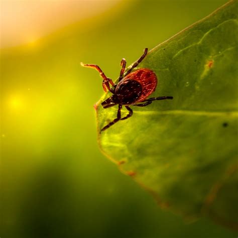 The Best Tick Removal Methods - Suffolk County NY - Mosquito Solutions