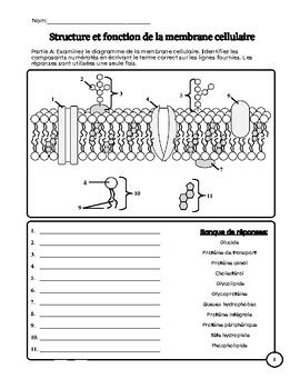 Exercice: Structure et fonction de la membrane cellulaire by Emilie ...