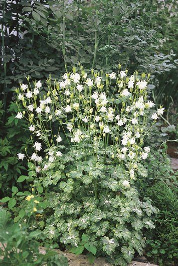 Columbine Flower | Garden Design