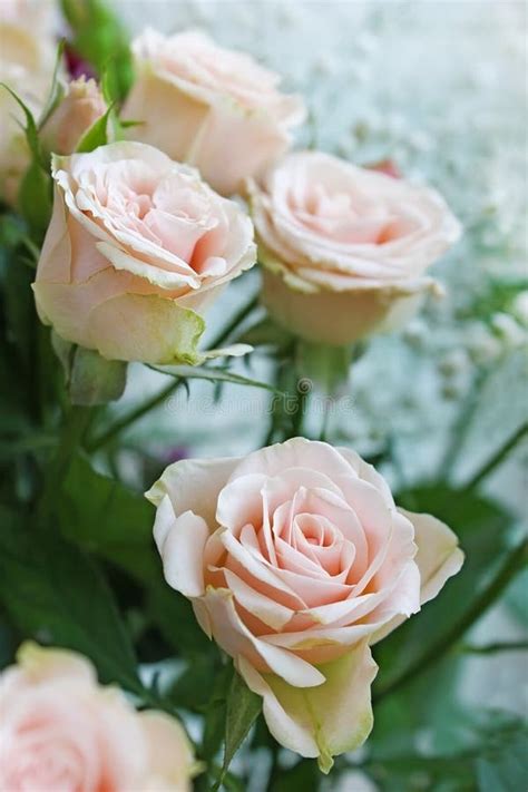 Pale Pink Roses Stock Photos - Image: 35348623