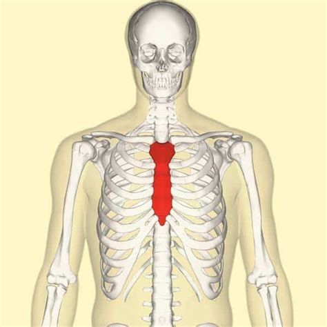 The Sternum - Body - Manubrium - Xiphoid - TeachMeAnatomy