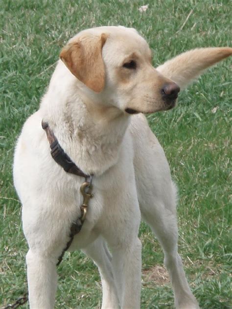 British Labrador Retriever | PETSIDI