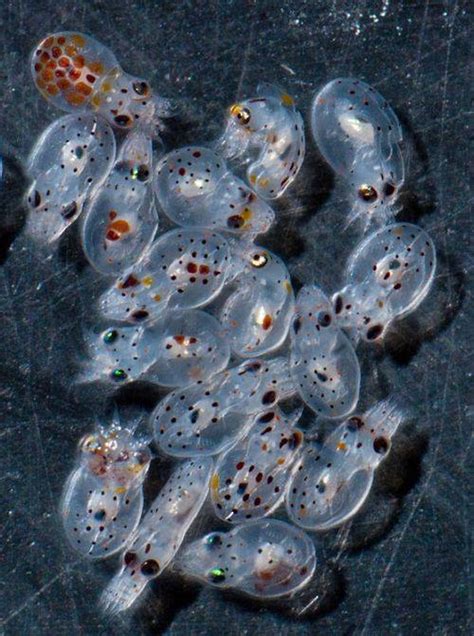 Amazing Cluster of Octopus Eggs - XciteFun.net