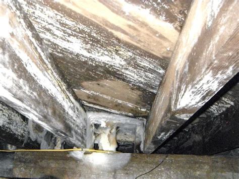 Is Mold In a Crawl Space a Health Problem? - Ohio Basement Authority