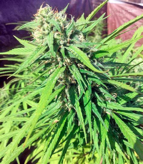 Blue Dream seeds for sale by Humboldt Seeds - Herbies