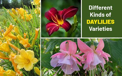 Different Types of Daylilies Varieties & Cultivars To Grow ...