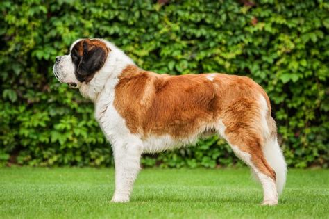 What type of dog is Beethoven? A Comprehensive Guide – KeepingDog