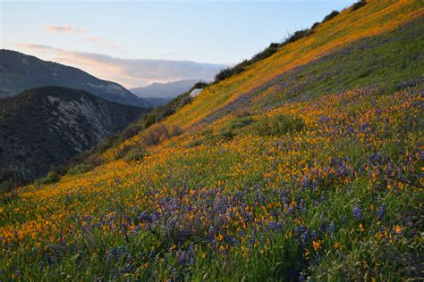 Postponed: Chaparral Plant Adaptations and Patterns of Recovery from Wildfire: Examples from San ...