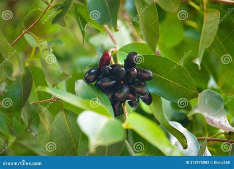 Organic Jambolan Fruits on Tree Stock Photo - Image of java, small: 313975882