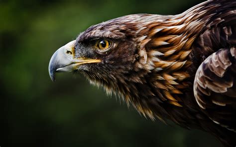 Golden Eagle Beak Profile wallpaper | 1680x1050 | #13252