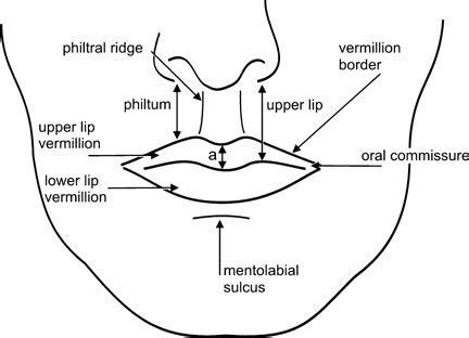 37+ Lip Anatomy Diagram - NicholaSukana