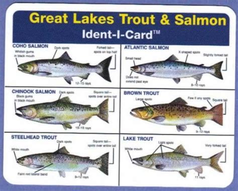 Ident-I-Card Company Great Lakes Salmon And Trout Ident-I-Card ...