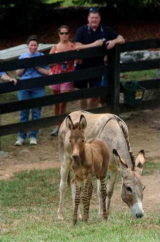 Baby zedonk puts spotlight on wildlife preserve - Gainesville Times