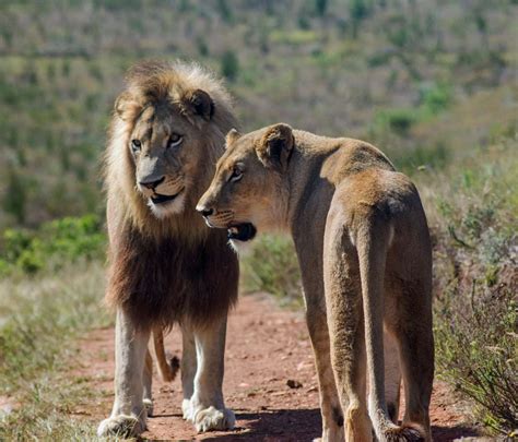 African Lion Facts: Habitat, Diet, Behavior