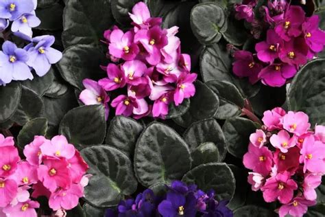 25 Attractive Types and Varieties of African Violets You Should Know ...