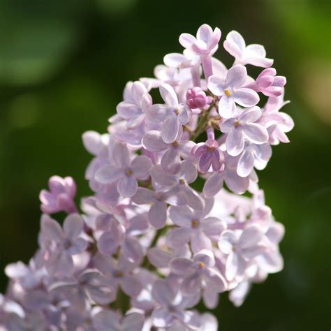 Lilacs – Photos Public Domain