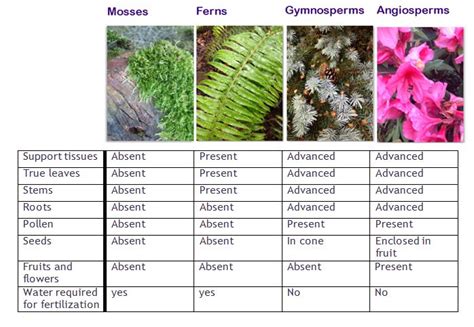 VI: Evolution of Plants - Biology 11