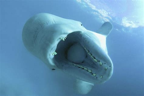 Beluga Whale Gallery - Wallpics.Net