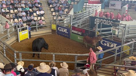 2022 ROCKHAMPTON BRANGUS BULL SALE The bulls from the Lunar Brangus ...