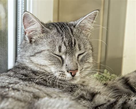 Fat cat sleeping stock photo. Image of closeup, lovable - 3591444