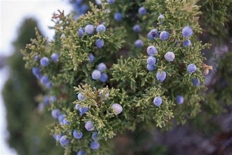 The Language of Pinyon-Juniper Trees - San Diego Free Press