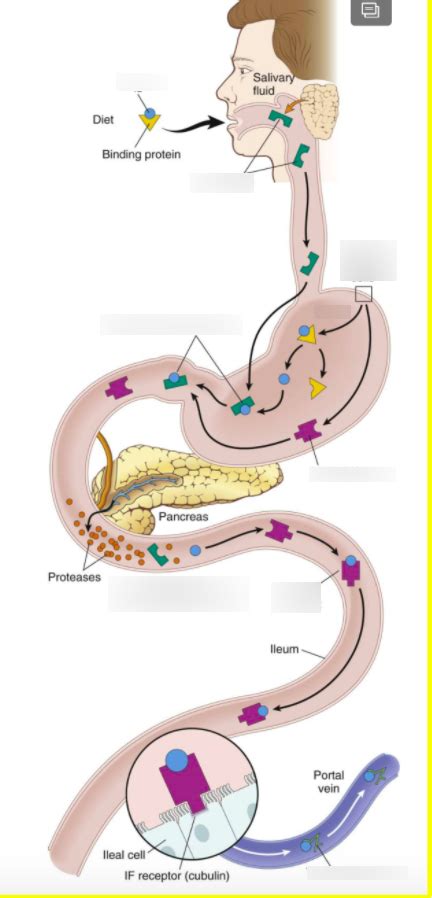 B12 absorption diagram Diagram | Quizlet