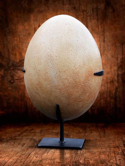 Elephant Bird Egg (Replica) | Tony LaddTony Ladd