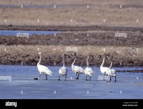 Photo was taken on Amchitka Island, Alaska Maritime NWR. Subjects ...