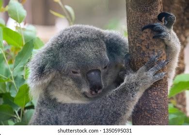 Koala Bear Sleeping Stock Photo 1350595031 | Shutterstock