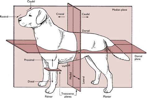 Terminology Positional Diagram | Quizlet