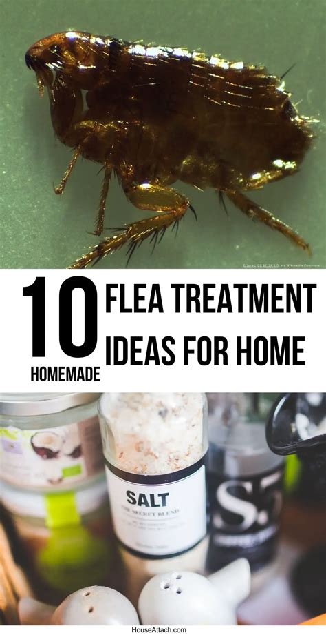 11 DIY Flea Treatment Ideas (Cats and Dogs)