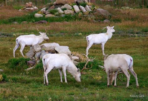 "Albino bull elk" by Klaus Girk | Redbubble