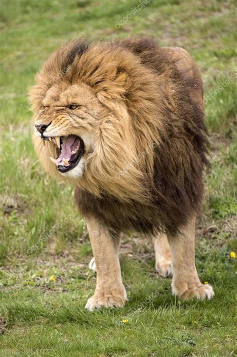 Growling LIon — Stock Photo © davemhuntphoto #32203431