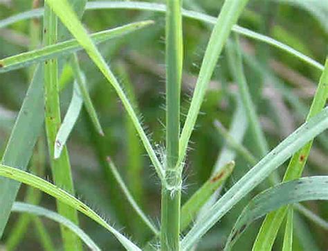 Bermudagrass - WeedAlert