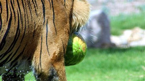 Phoenix Zoo animals celebrate National Watermelon Day | 12news.com