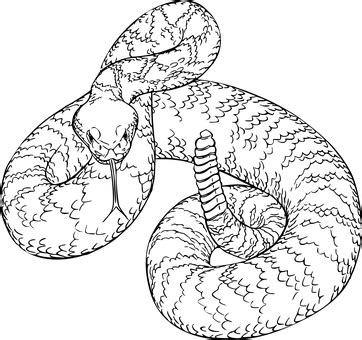 Coiled Rattlesnake Drawing at GetDrawings | Free download