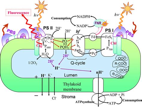 The scheme of Thylakoid membrane model describing regulatory factors of... | Download Scientific ...