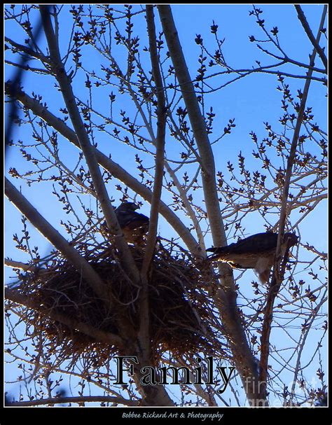 Hawk Family Nesting Photograph by Bobbee Rickard | Fine Art America