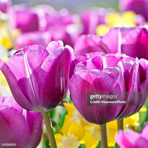 700 Purple Daffodil Stock Photos, High-Res Pictures, and Images - Getty Images