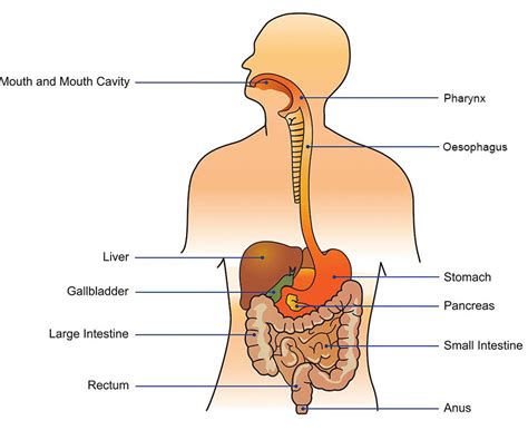 Expérience Contaminer Études sociales digestive system diagram labeled ...