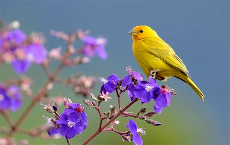 Selective focus of yellow bird on purple flower, saffron finch, sicalis HD wallpaper | Wallpaper ...