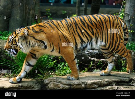 Ueno zoo hi-res stock photography and images - Alamy