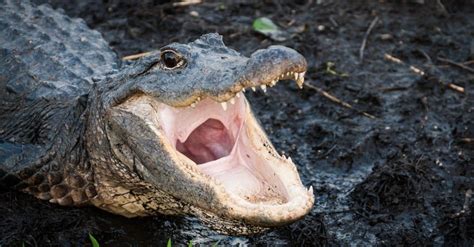 Alligator Teeth: Everything You Need to Know - A-Z Animals